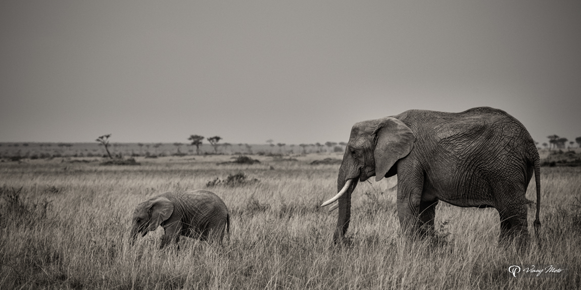 Baby Leader, Elephant, Masai Mara, Kenya VMP-BL-BW-O-1