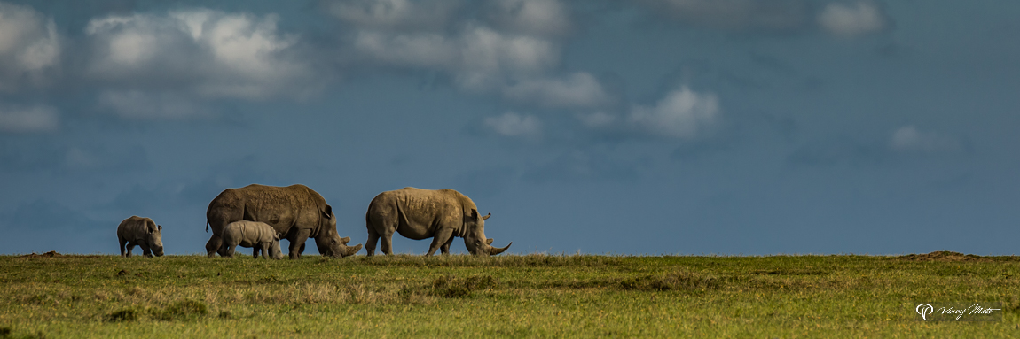 Crash Of Rhinoceros, Ol Pajeta, Kenya