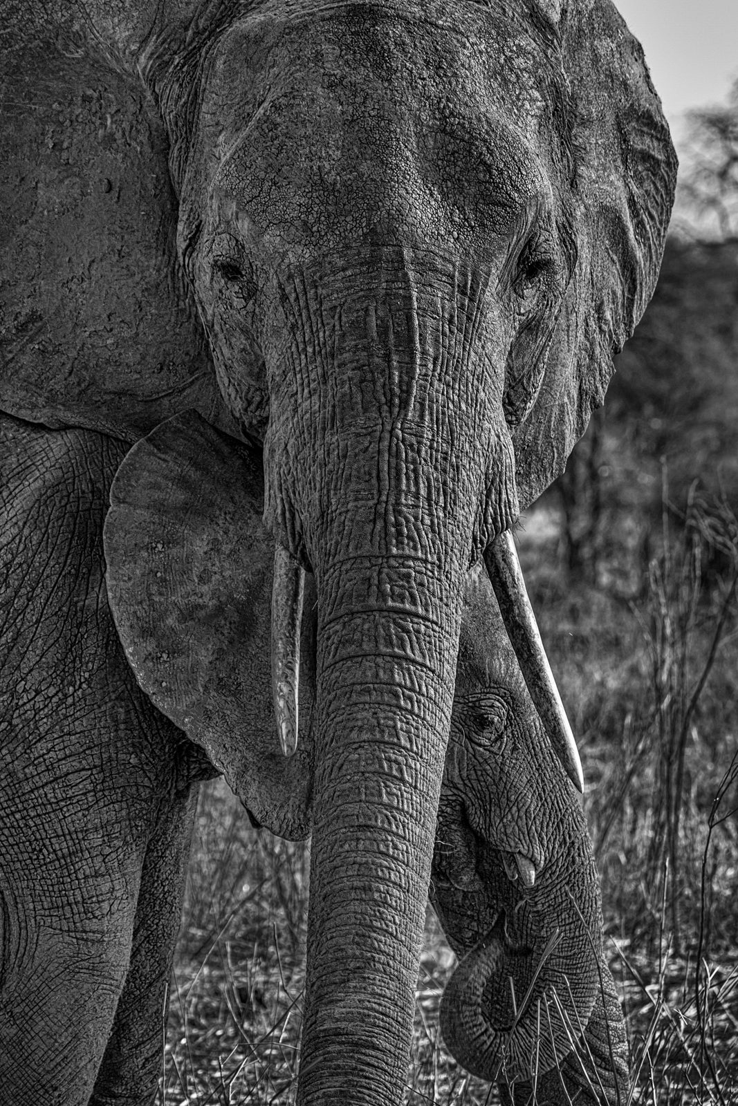 Hide and Seek with Mother and Baby Elephant, Tarangire, Tanzania
