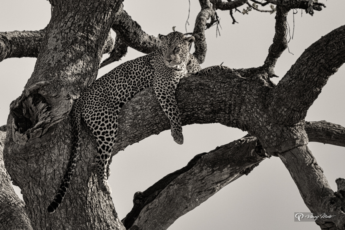 Leopard Relaxing on Tree Serengeti VMP-LROT-BW-O-1