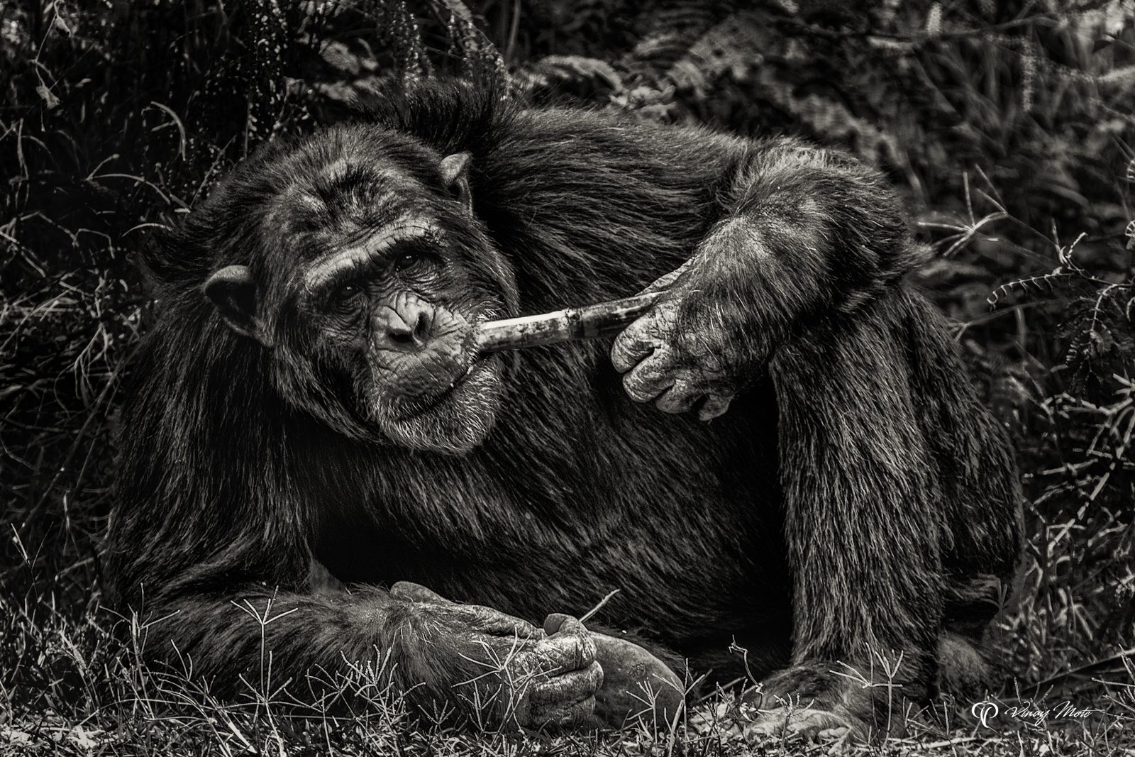 New Life For Chimpanzees, Ol Pajeta, Kenya(Female)