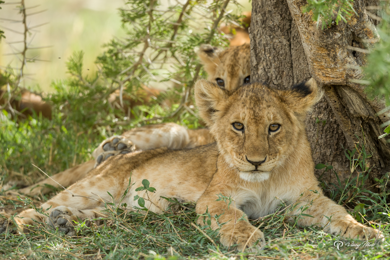 Relaxing Lion Cubs, Serengeti, Tanzania