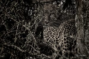 Roaring Leopard, Serengeti, Tanzania VMP-RLST-BW-O-1