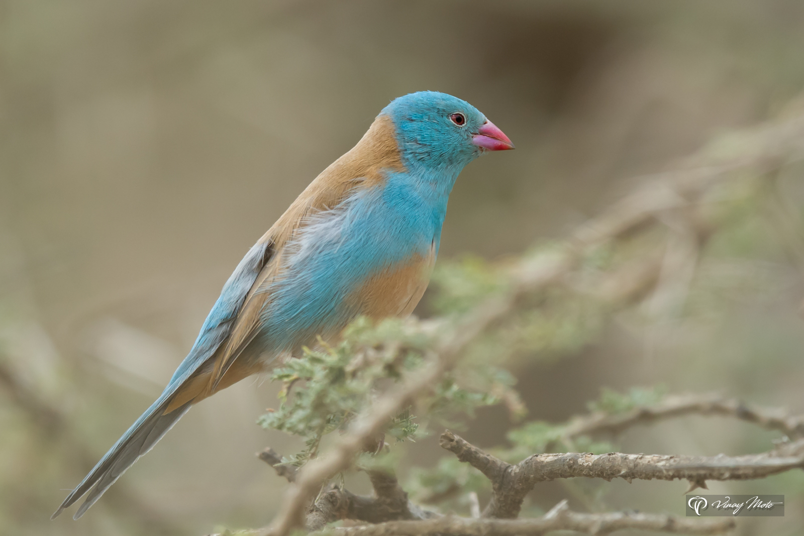 Southern Blue-Capped Cordon-Bleu, Serengeti, Tanzania