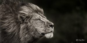 Stalking Lion, Masai Mara, Kenya