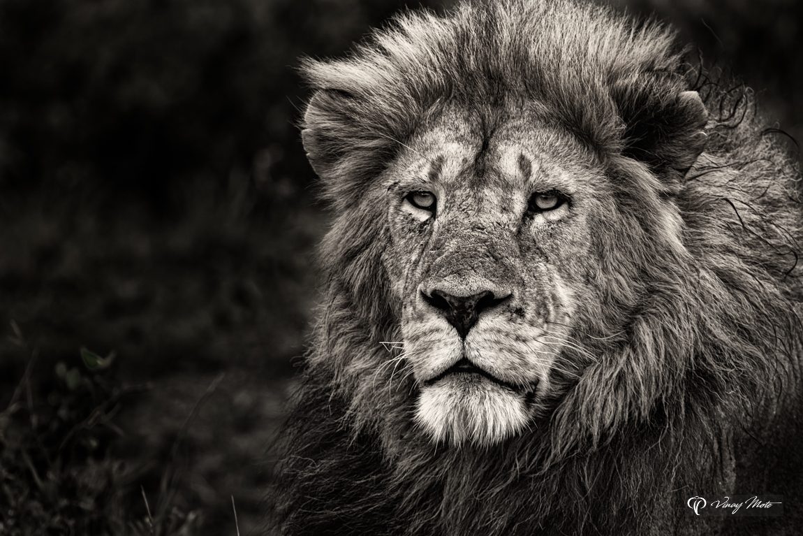 The Jungle King, Masai Mara, Kenya
