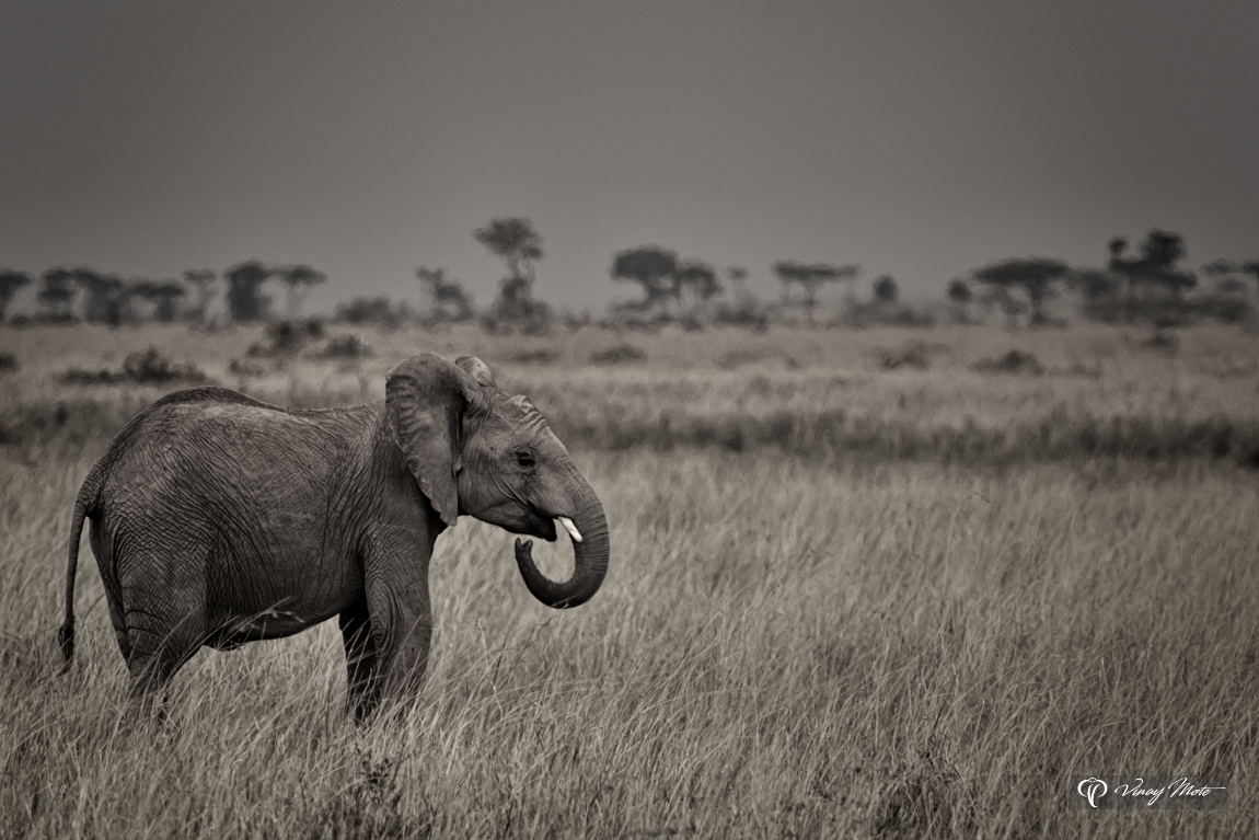 Young Elephant, Masai Mara, Kenya VMP-YE-BW-O-1